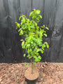 Johannisbeerbaum - Amelanchier alnifolia 'Obelisk'