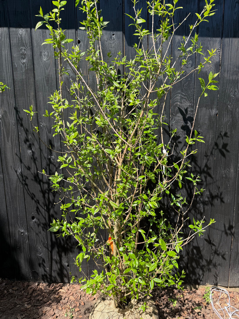 Melonenbaum - Chimonanthus praecox (Wintersüße)