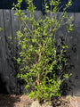 Melonenbaum - Chimonanthus praecox (Wintersüße)