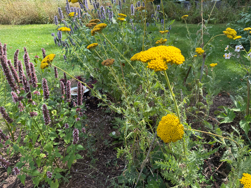 Bio-Schafgarbe - Achillea 'Coronation Gold'