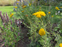 Bio-Schafgarbe - Achillea 'Coronation Gold'