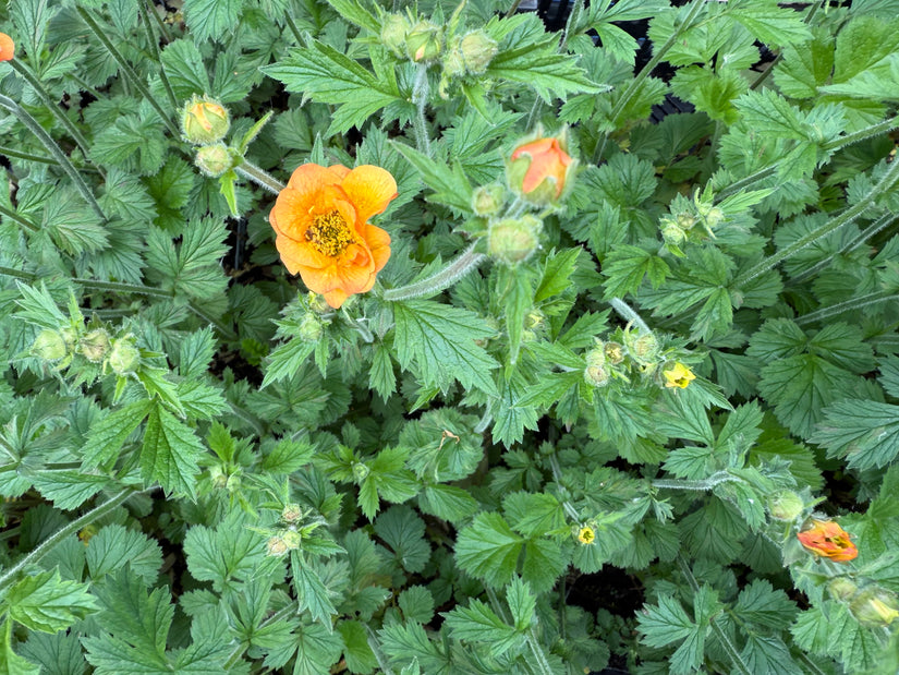 Nailwort Orange (Höhe 60 cm) - Geum 'Totally tangerine'