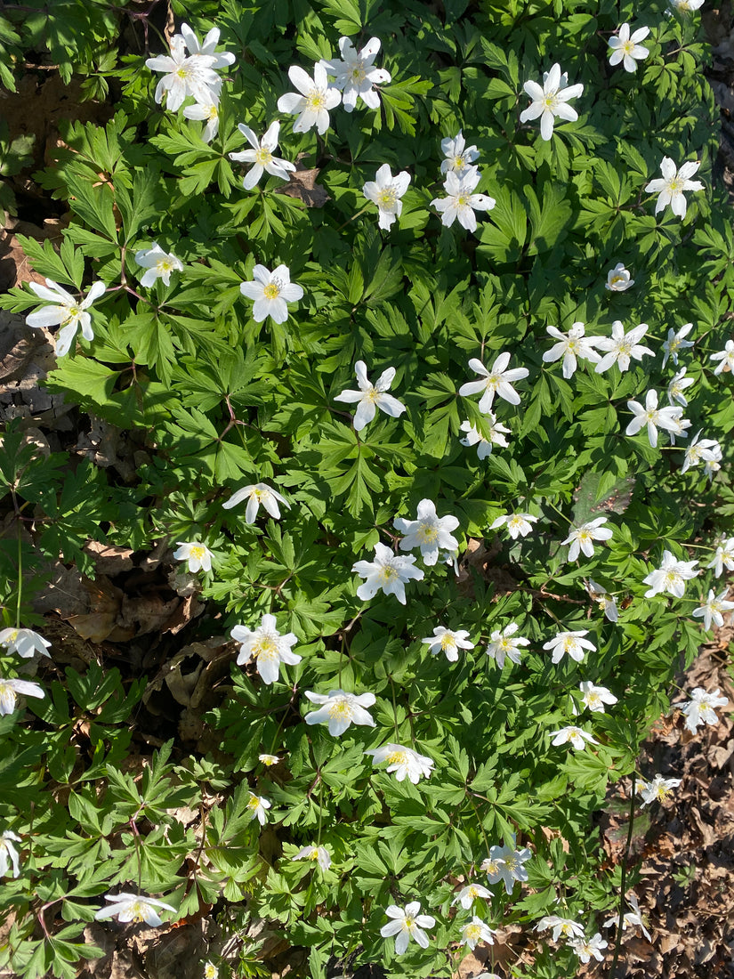 Buschwindröschen weiß (Höhe 25 cm) – Anemone nemorosa