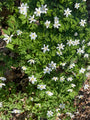 Buschwindröschen weiß (Höhe 25 cm) – Anemone nemorosa