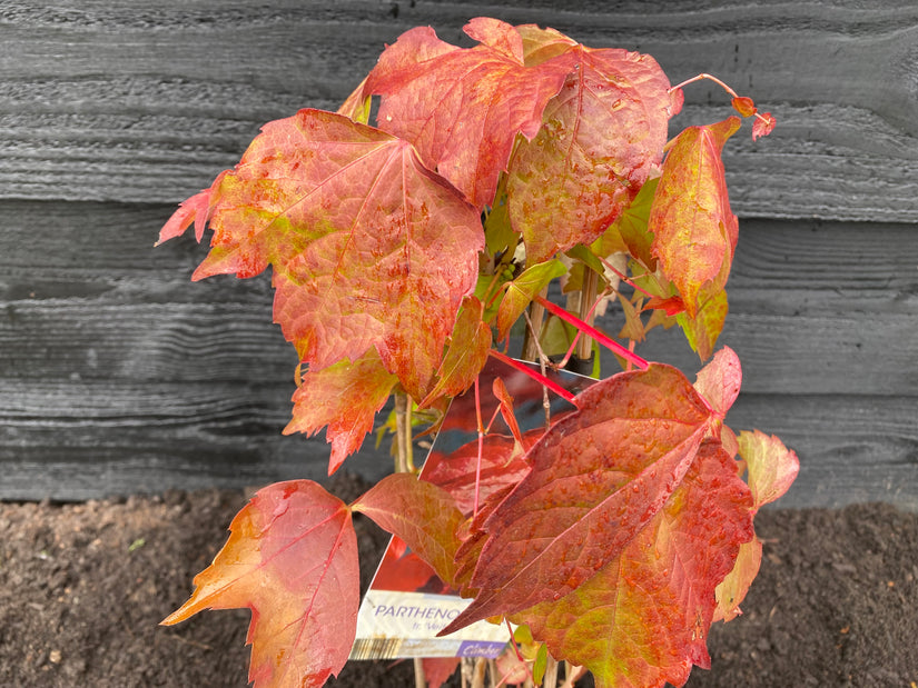 Orientalische Schlingpflanze - Parthenocissus tricuspidata 'Veitchii'