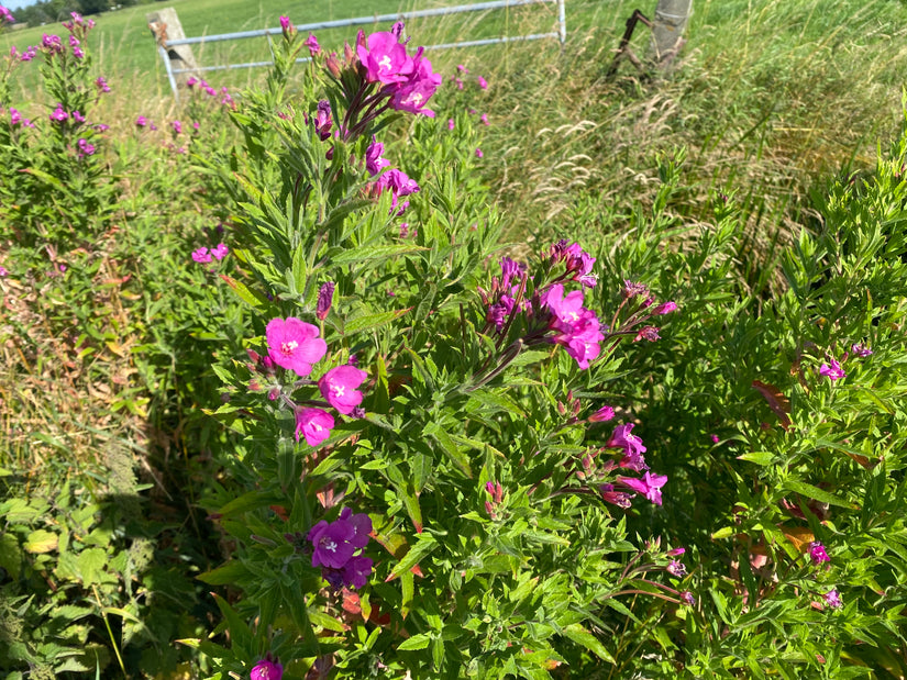 Haariges Weidenröschen - Epilobium hirsutum