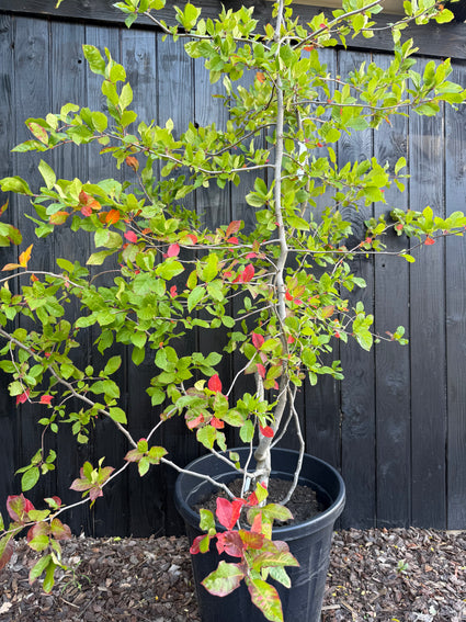 Schwarzer Tupelobaum - Nyssa Sylvatica