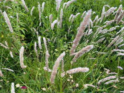 Wimpernperlengras - Melica ciliata