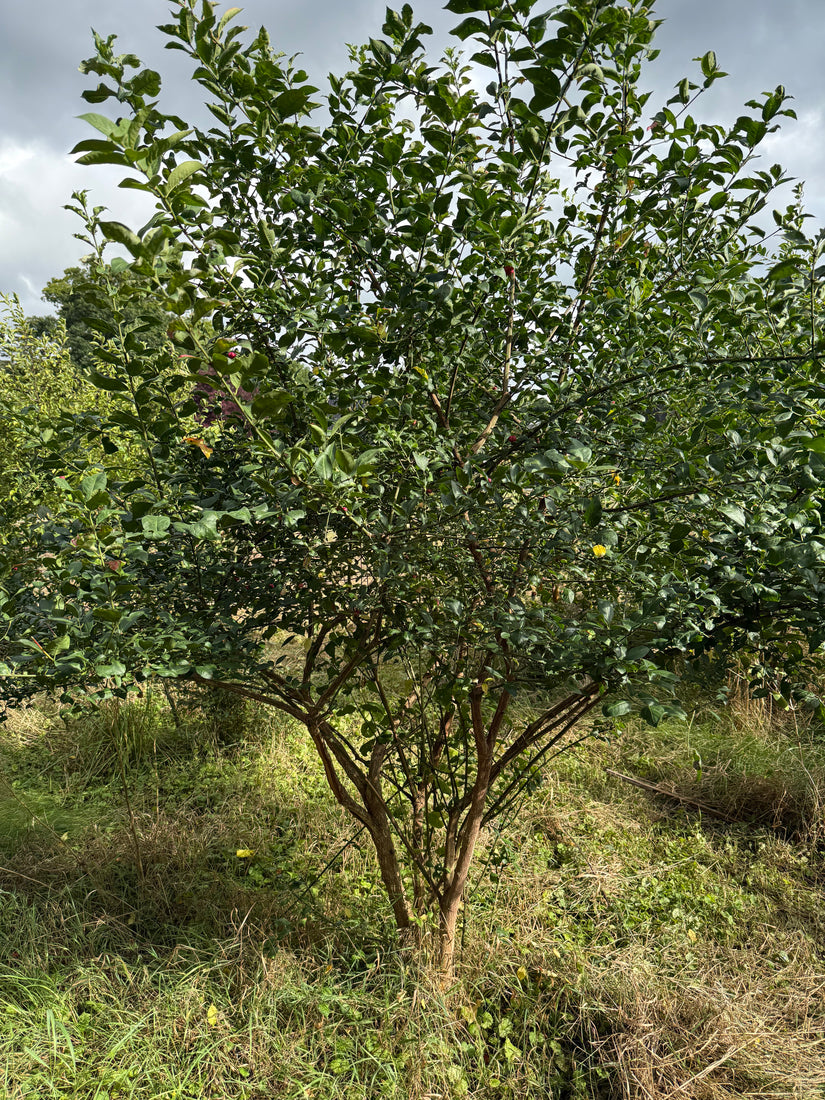 Wilder Kernbeißer - Euonymus europaeus