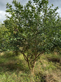 Wilder Kernbeißer - Euonymus europaeus