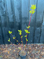 Weißer Hartriegel - Cornus alba 'Sibirica'