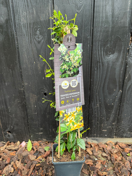 Toskanischer Jasmin (Gelb) – Trachelospermum „Stern der Toskana“