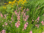 Schlangenkopf - Penstemon 'Apple Blossom'