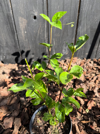 Bio-Passionsblume (Lila/Weiß/Blau) – Passiflora cooltropics 'Eia Popeia'