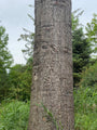 Edeltanne - Abies procera 'Glauca'