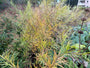 Bio-Sternimmergrün – Amsonia hubrichtii