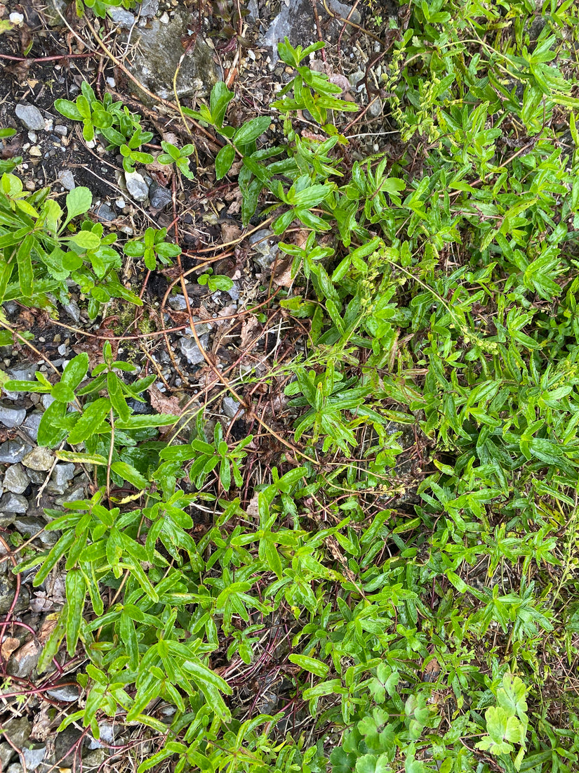 Breiter Ehrenpreis - Veronica austriaca