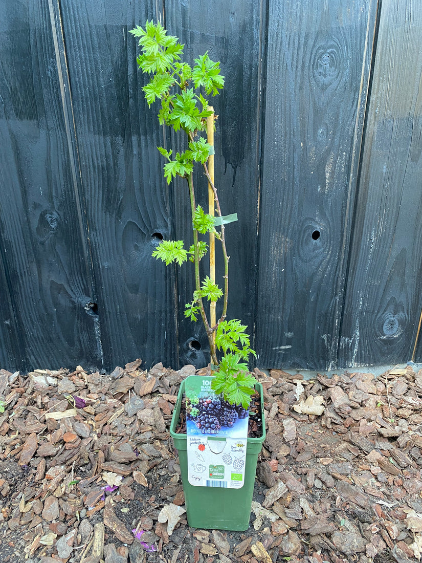Bio-Brombeere ohne Dornen - Rubus fruticosus 'Thornless Evergreen'