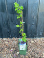 Bio-Brombeere ohne Dornen - Rubus fruticosus 'Thornless Evergreen'