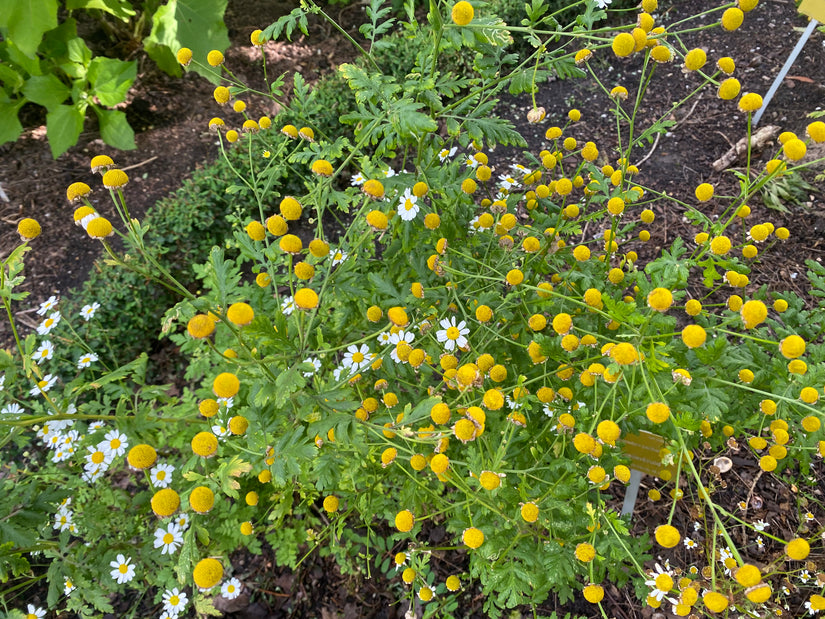 Mutterkraut - Tanacetum parthenium