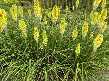 Feuerpfeil - Kniphofia 'Little Maid'