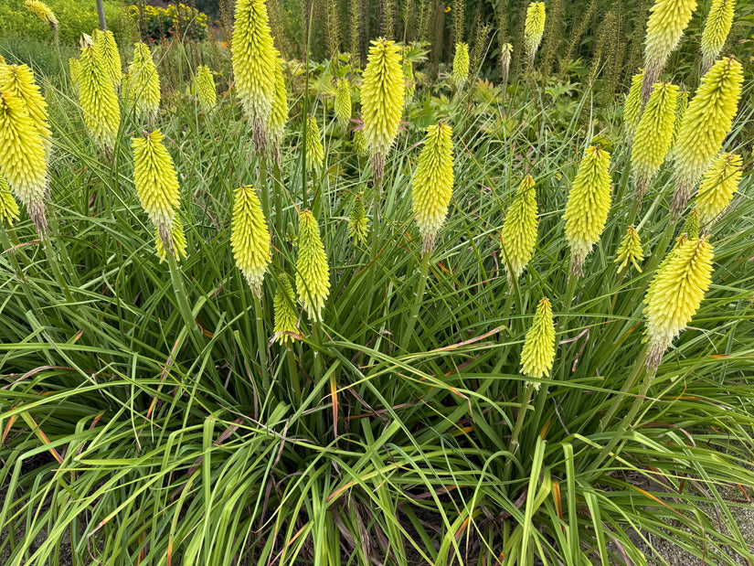 Fackellilie (Gelb-weiß) - Kniphofia 'Little Maid'