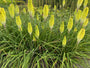 Fackellilie (Gelb-weiß) - Kniphofia 'Little Maid'