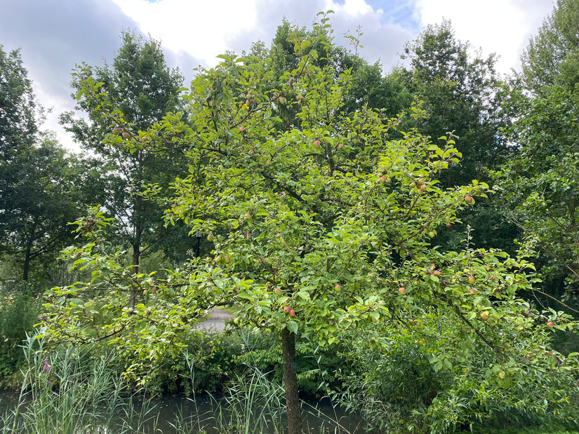 Apfelbaum - Malus Domestica 'Groninger Kroon'