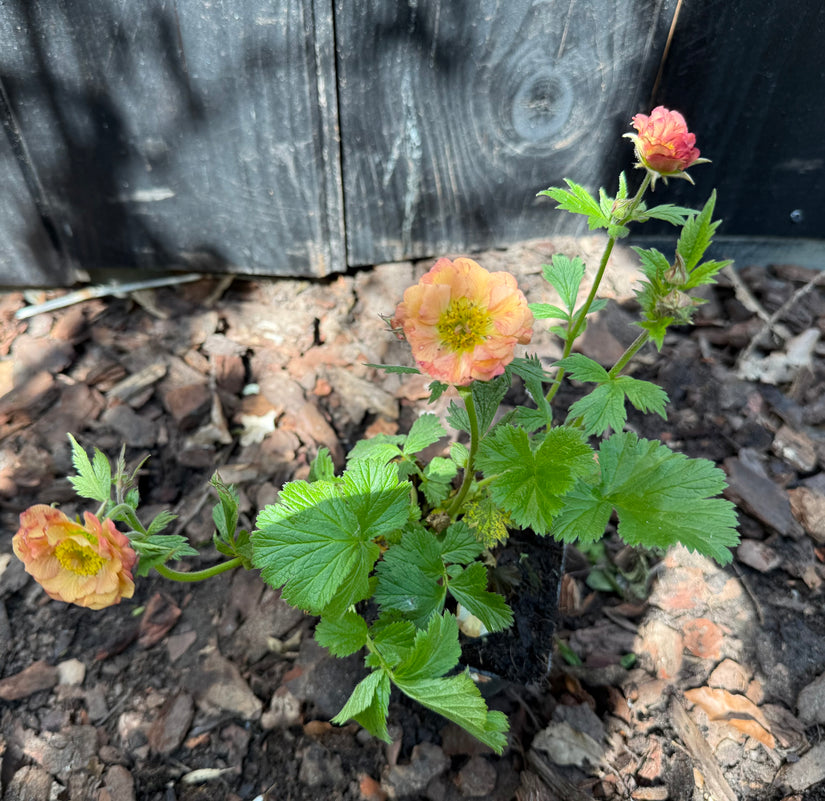 Sonnenhut Rosa / Orange (Höhe 50 cm) - Geum 'Mai Tai'