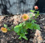 Sonnenhut Rosa / Orange (Höhe 50 cm) - Geum 'Mai Tai'