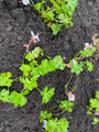 Storchschnabel - Geranium cantabrigiense biokovo