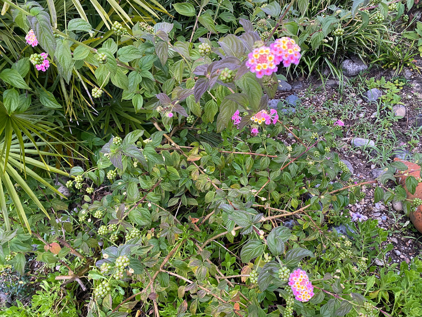 Wechselbalgblume - Lantana camara