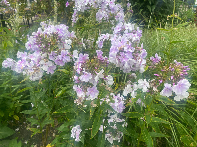 Phlox - Phlox 'Lavenderwolke'