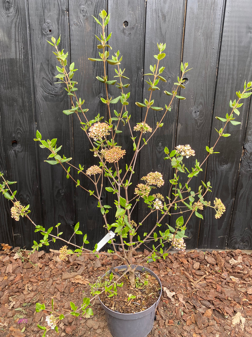Schneeball - Viburnum x Burkwoodii