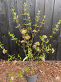 Schneeball - Viburnum x Burkwoodii