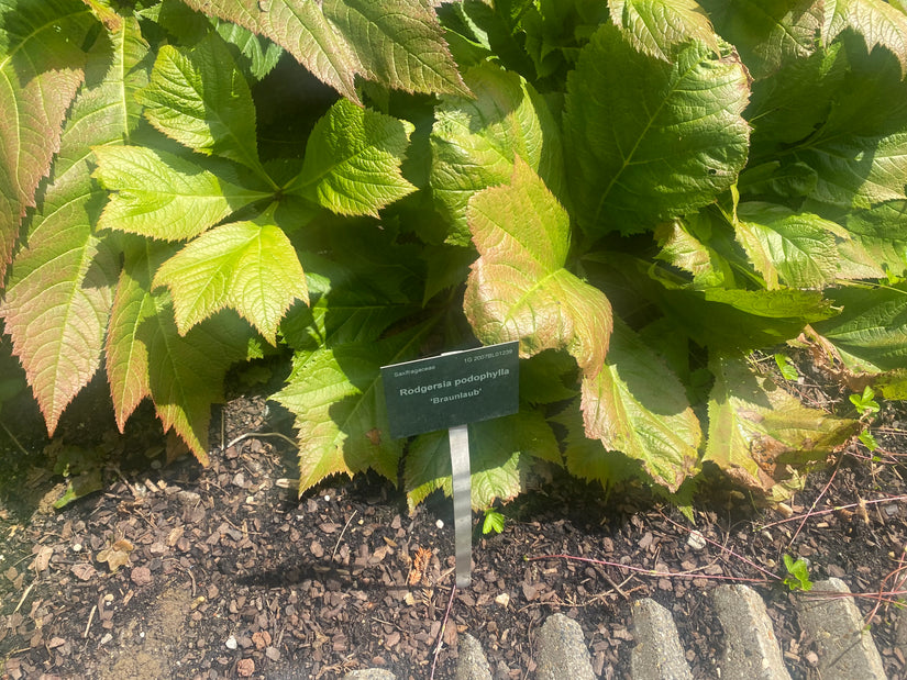 Konteradmiral - Rodgersia podophylla 'Braunlaub'