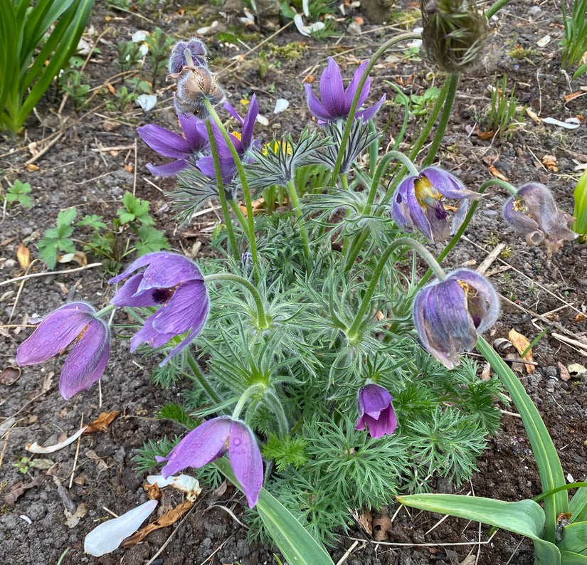 Bio-Kraut des wilden Mannes – Pulsatilla vulgaris