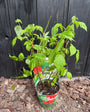 Bio-Zwerghimbeere - Rubus idaeus Low 'Little Sweet Sister'