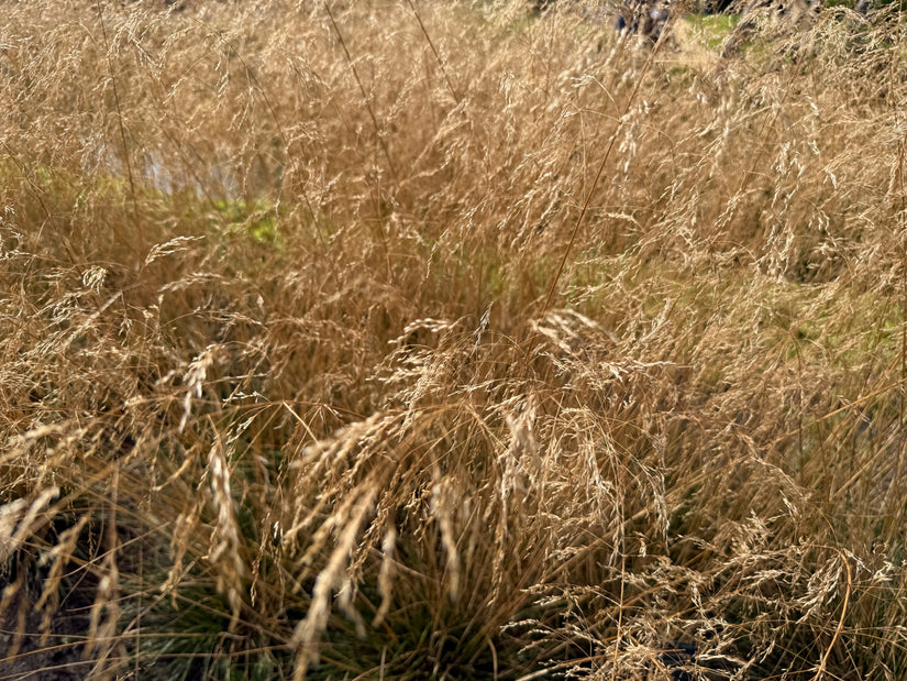 Rasenschmiele (Höhe 100 cm, einheimisches Ziergras) - Deschampsia caespitosa