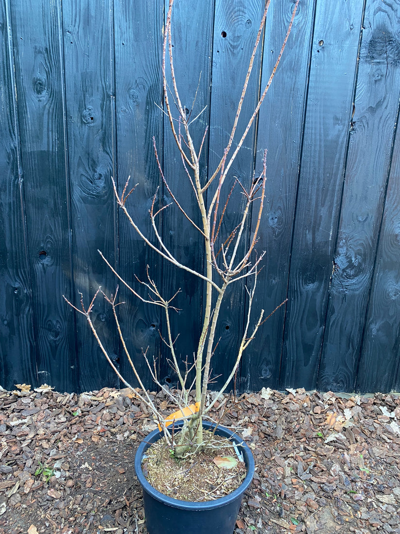 Roter Perückenbaum - Cotinus coggygria 'Royal Purple'