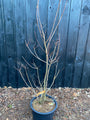 Roter Perückenbaum - Cotinus coggygria 'Royal Purple'