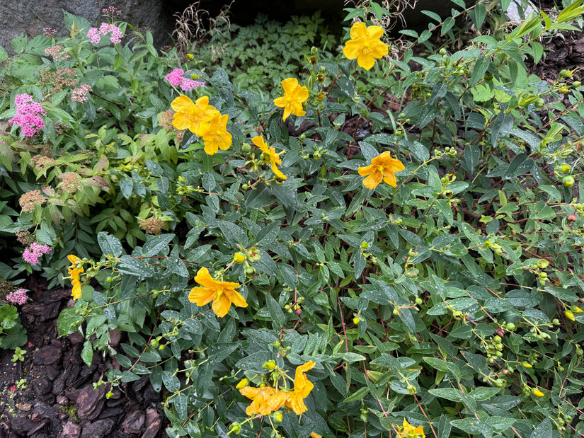 Hirschheu - Hypericum 'Hidcote'
