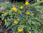 Hirschheu - Hypericum 'Hidcote'