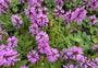 Ziest - Stachys officinalis 'Ukkie'
