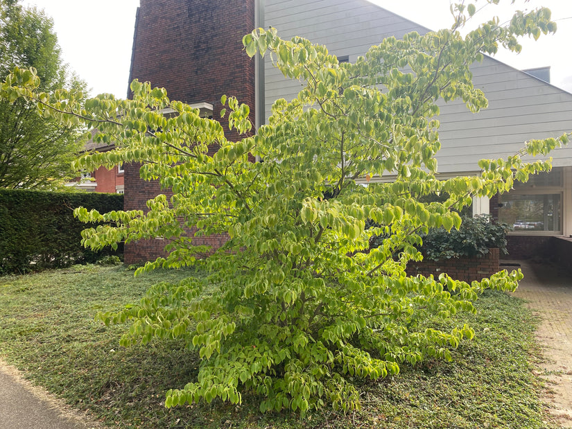 Amerikanischer Hartriegel - Cornus kousa Florida