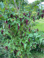 Fasanenbeere - Leycesteria formosa