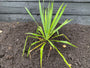 Palmlilie - Yucca filamentosa