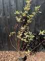 Hartriegel 'Weißes buntes Blatt' - Cornus alba 'Elegantissima'