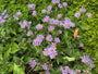 Bergaster - Aster amellus