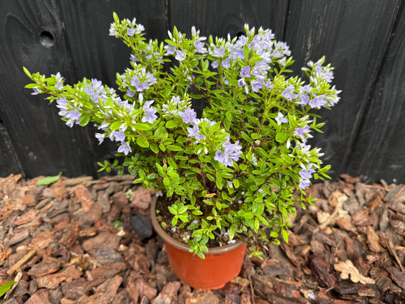 Strauch Veronica - Hebe 'Sommerblau'